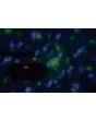 Qtx Tetra Led Moonflower + Wave + Strobe/uv + Laser Effect