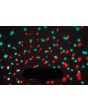 Qtx Par-t Bar Led DJ Light Party Bar with Stand Kit